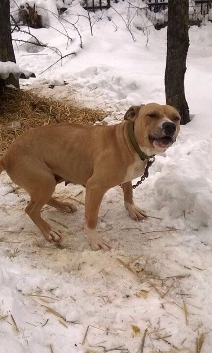 Photo of the dog