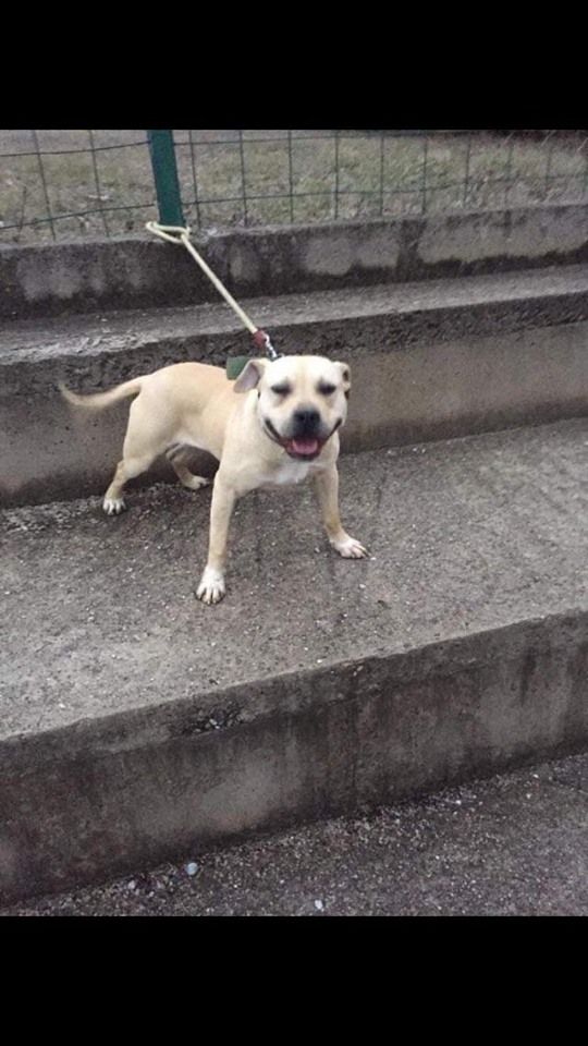 Photo of the dog
