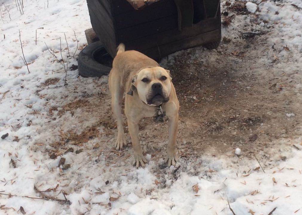 Photo of the dog