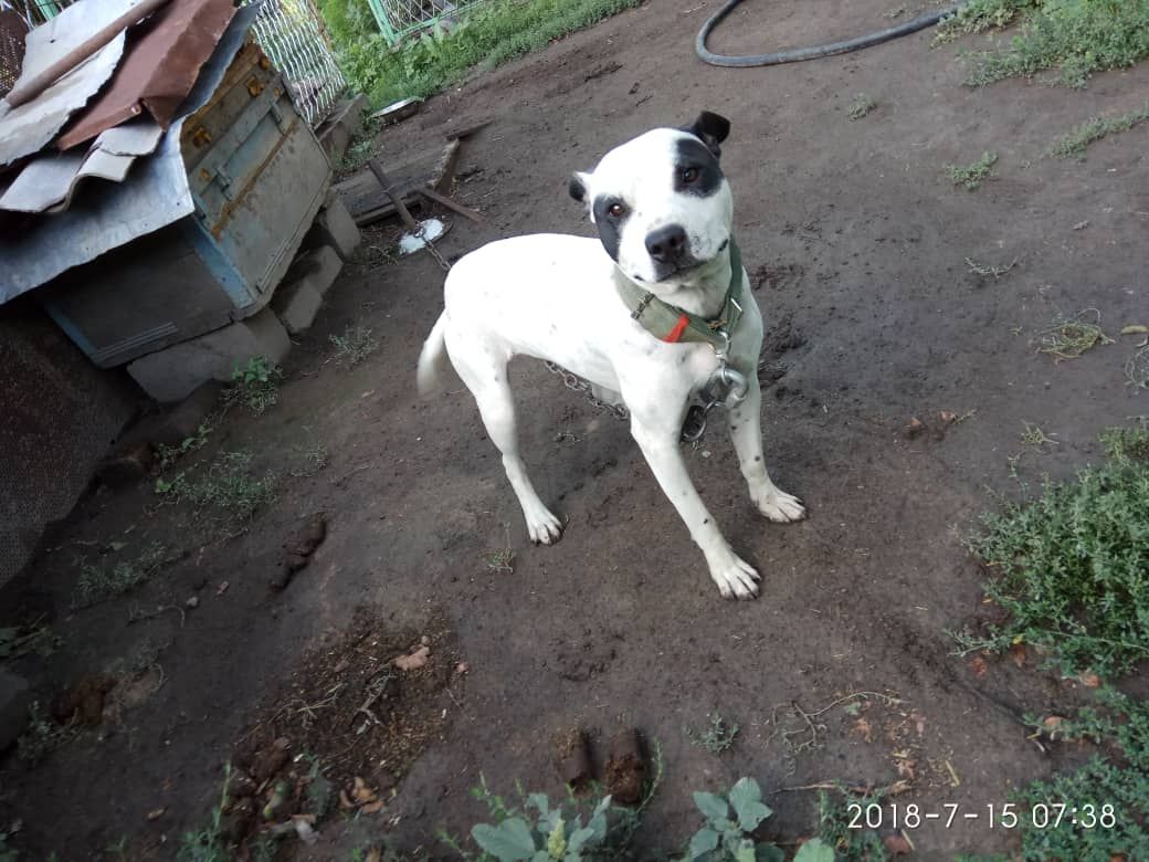 Photo of the dog