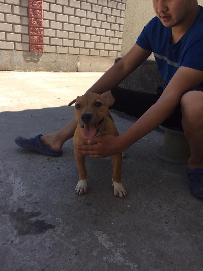 Photo of the dog