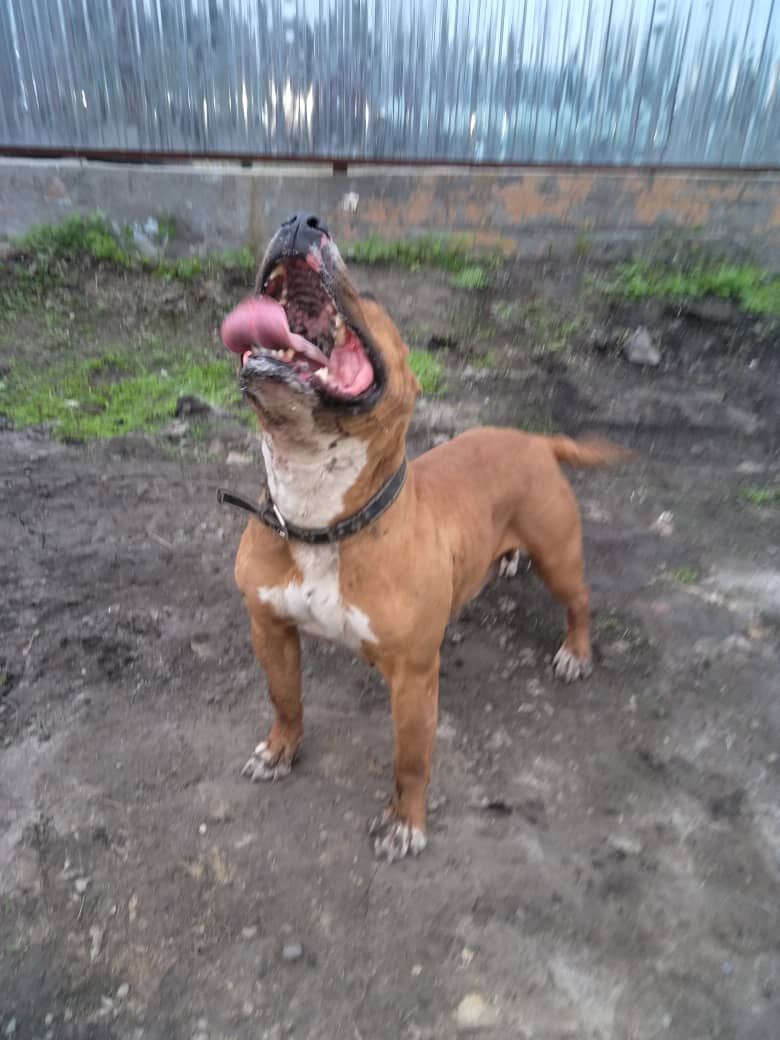 Photo of the dog