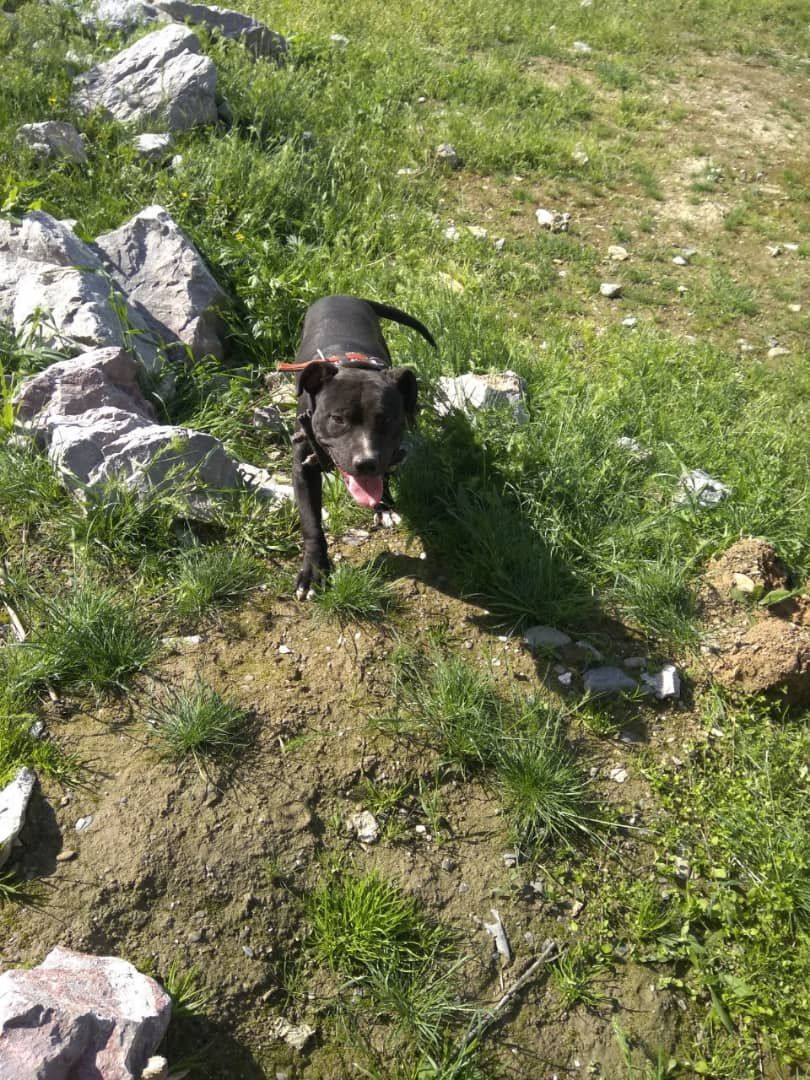 Photo of the dog