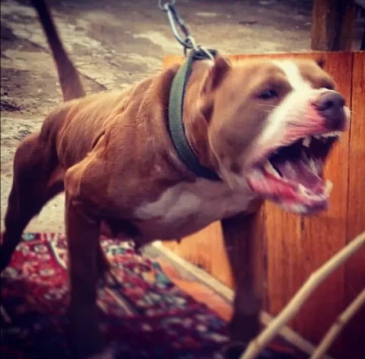 Photo of the dog