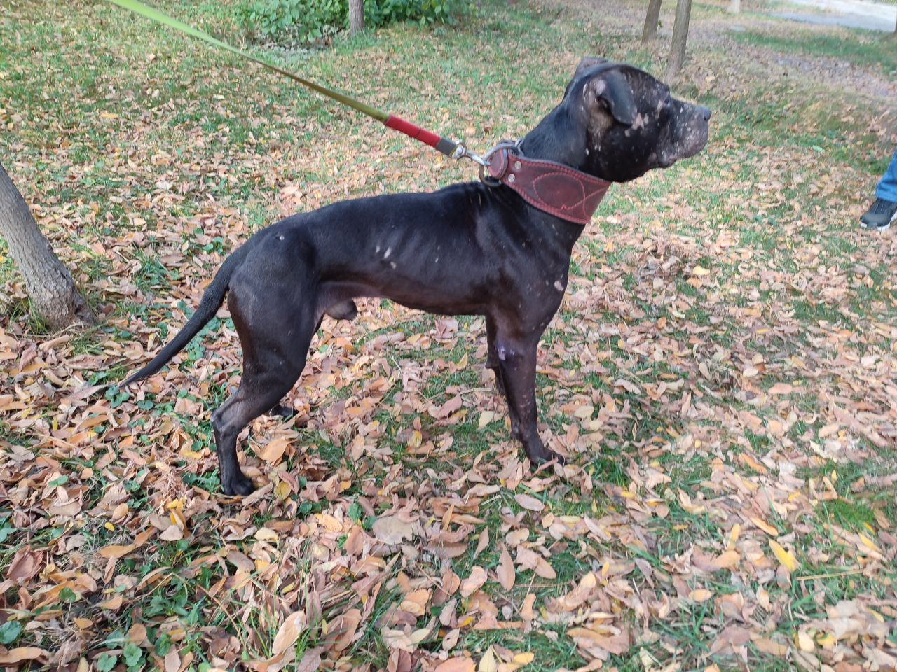 Photo of the dog