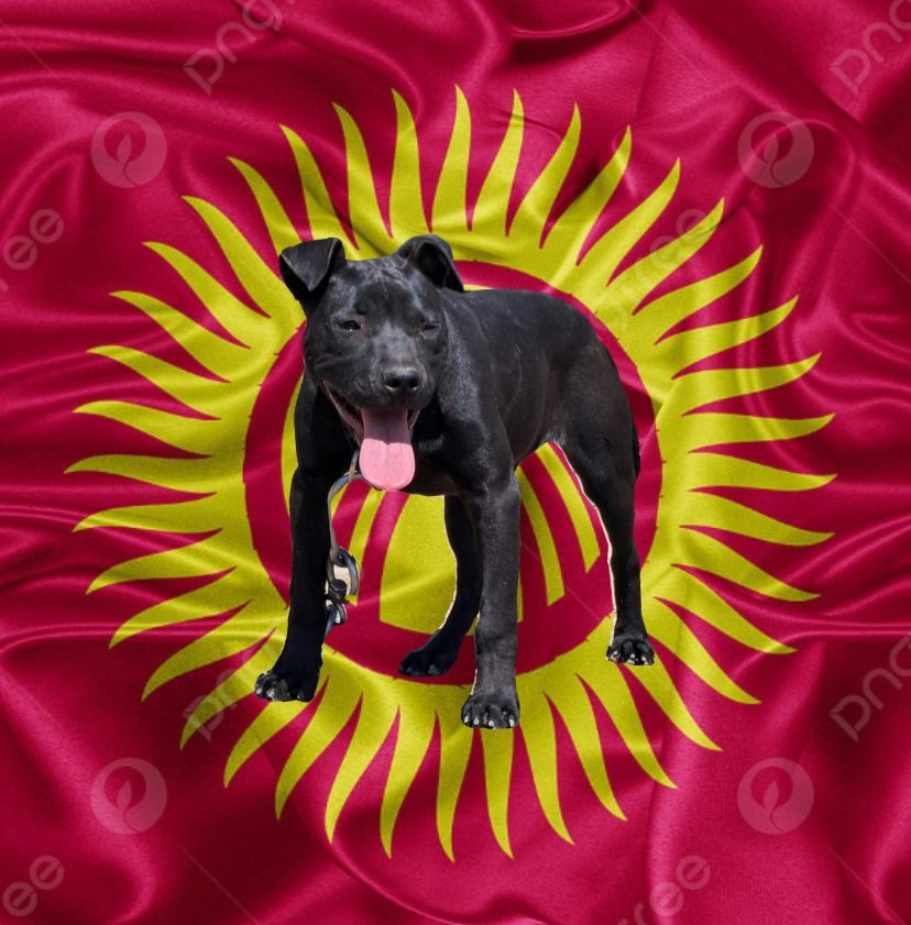 Photo of the dog