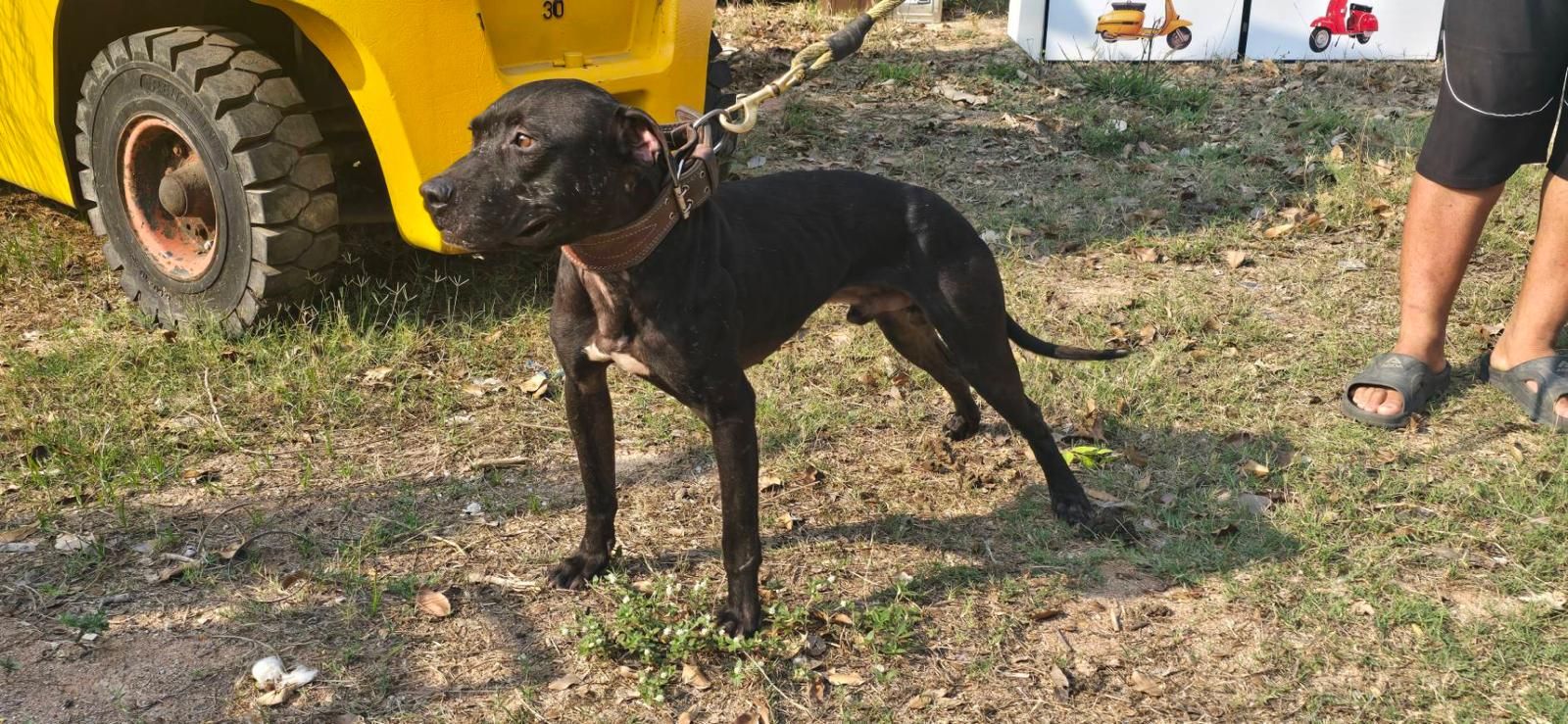 Photo of the dog