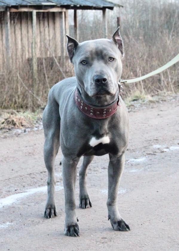 Photo of the dog