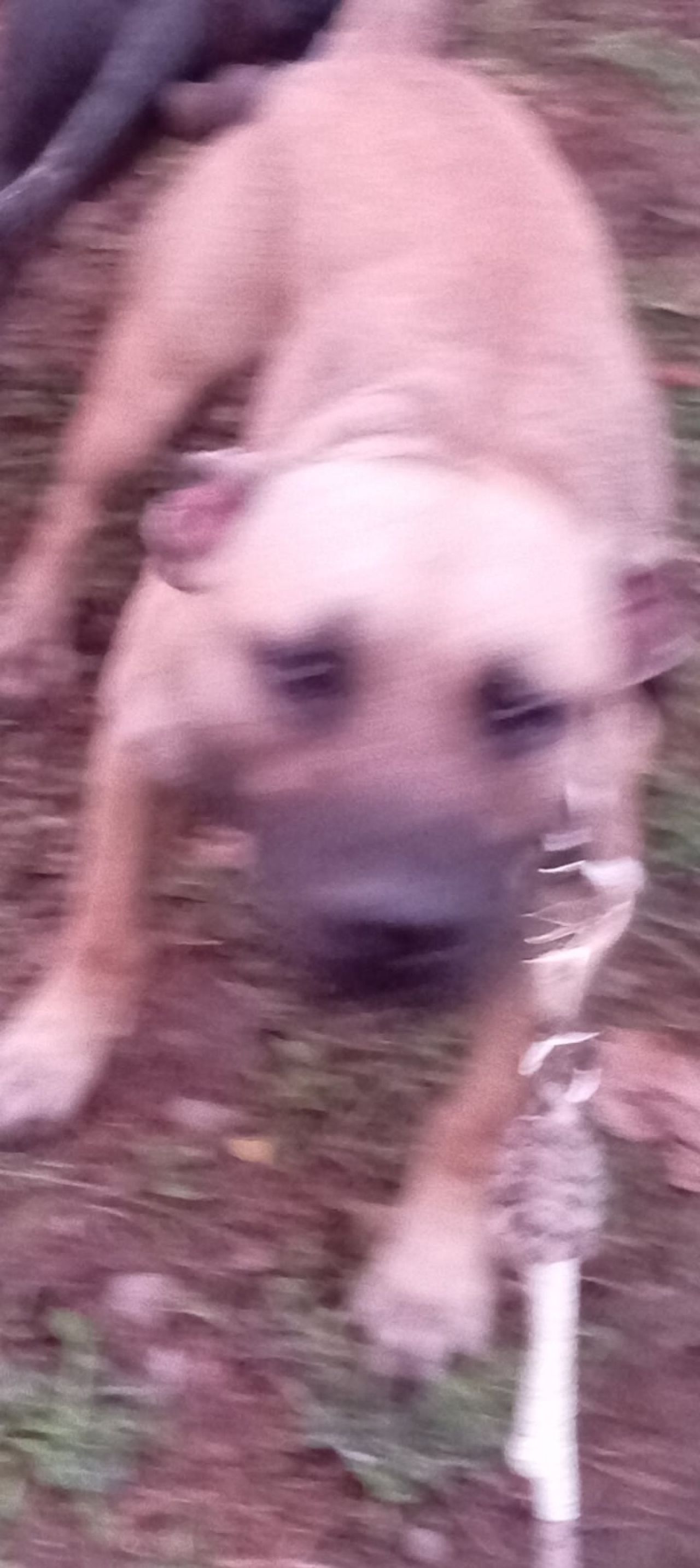 Photo of the dog