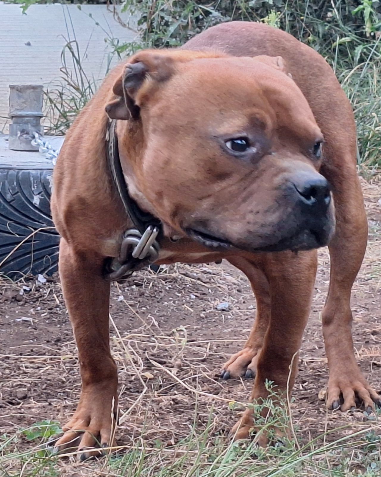 Photo of the dog