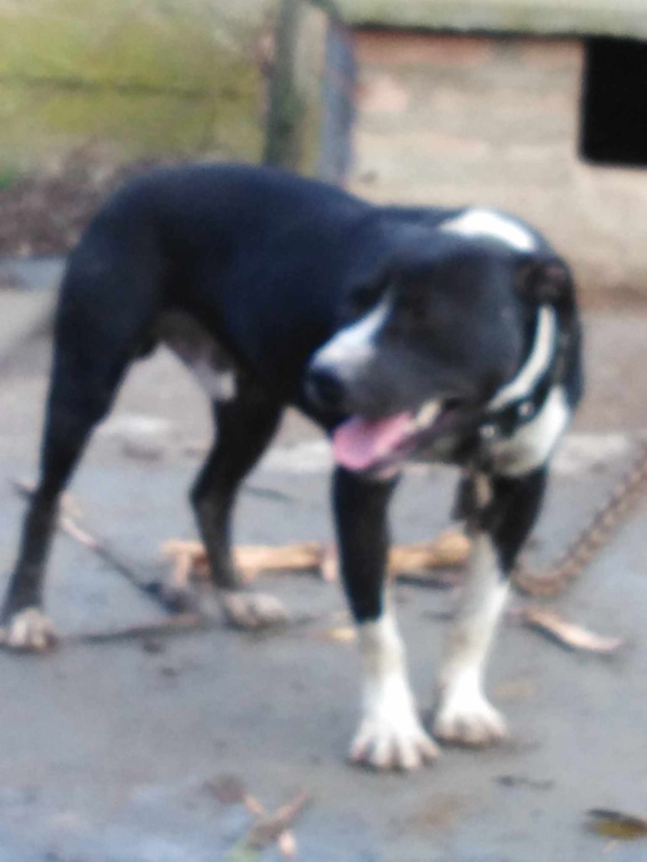 Photo of the dog