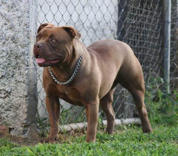 Photo of the dog