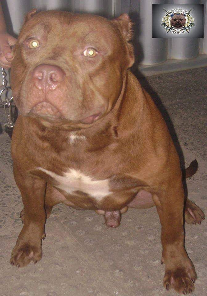 Photo of the dog