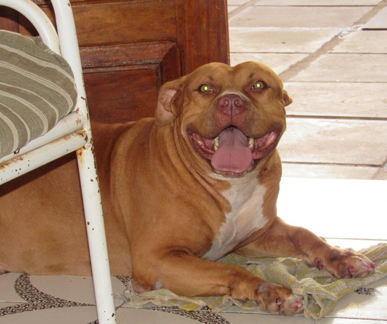 Photo of the dog