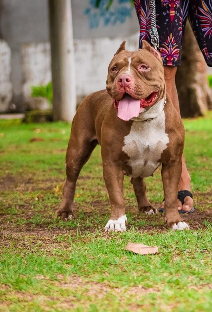 Photo of the dog