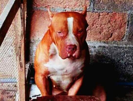 Photo of the dog