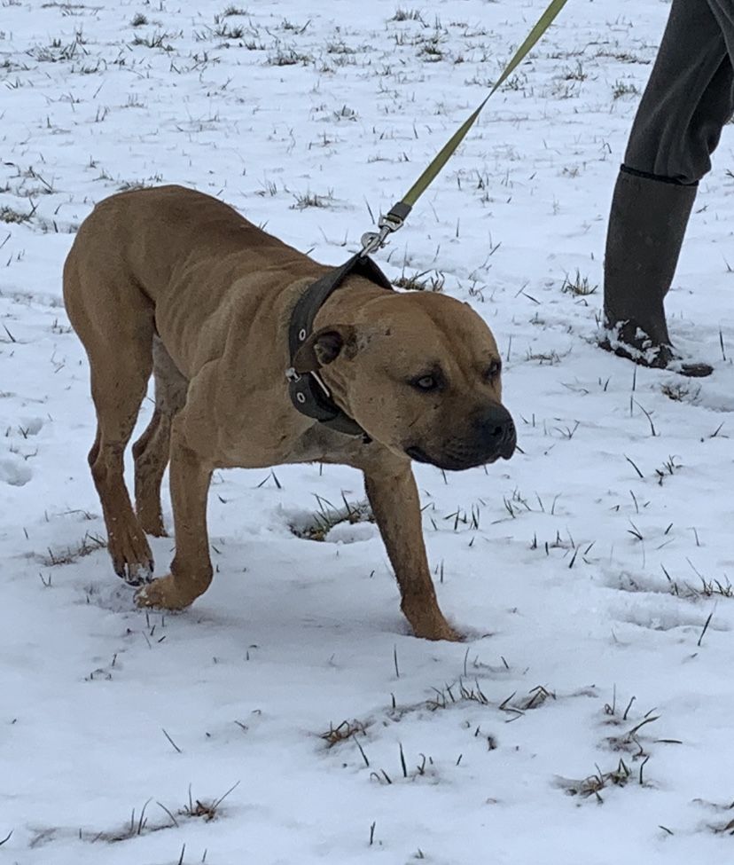 Photo of the dog