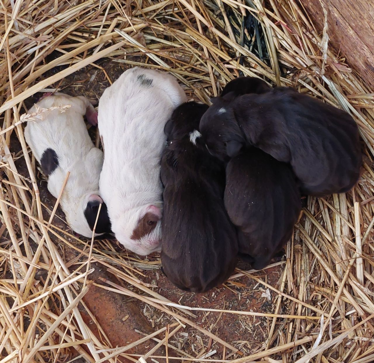 Photo of the dog