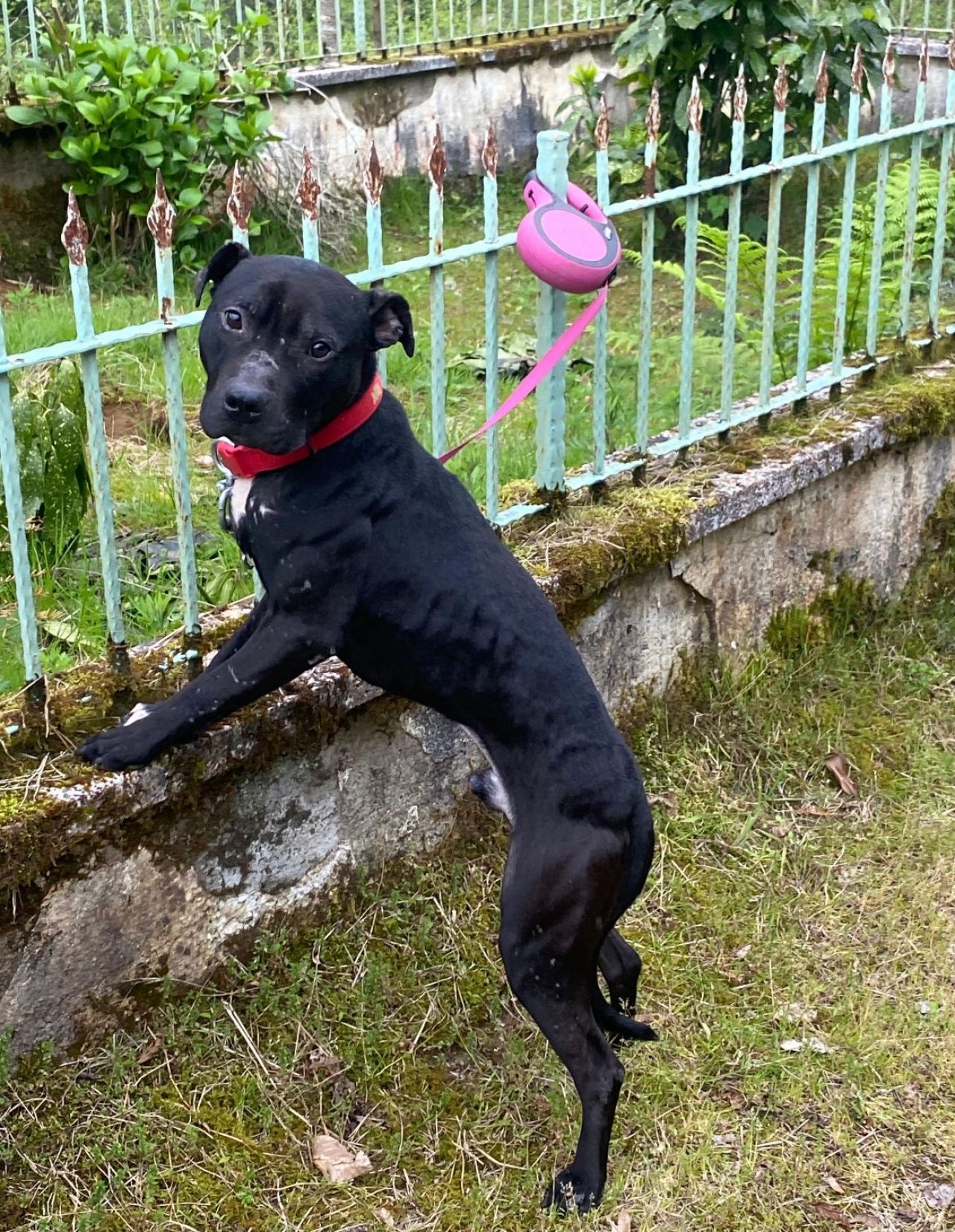 Photo of the dog