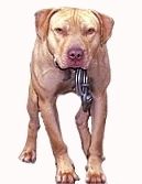 Photo of the dog