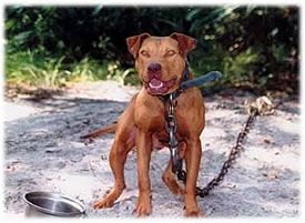 Photo of the dog