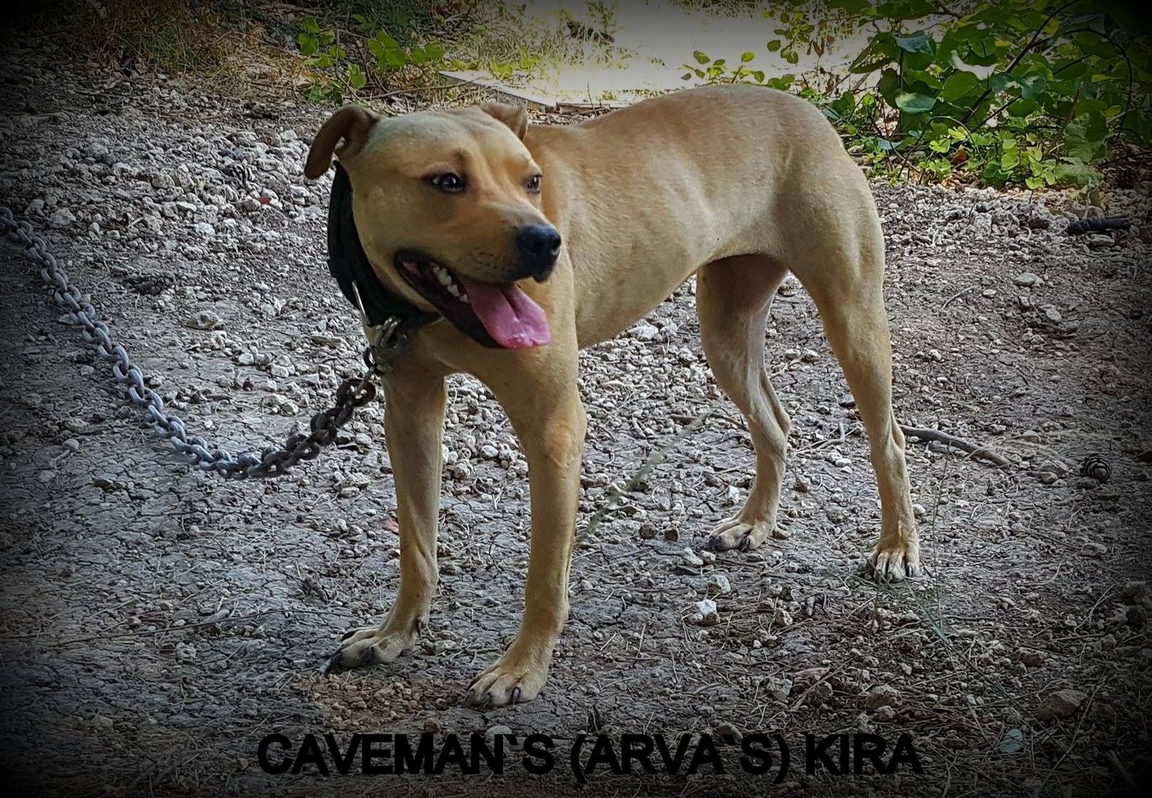 Photo of the dog