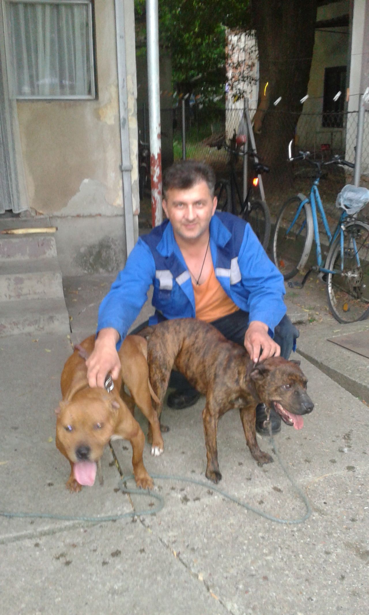 Photo of the dog