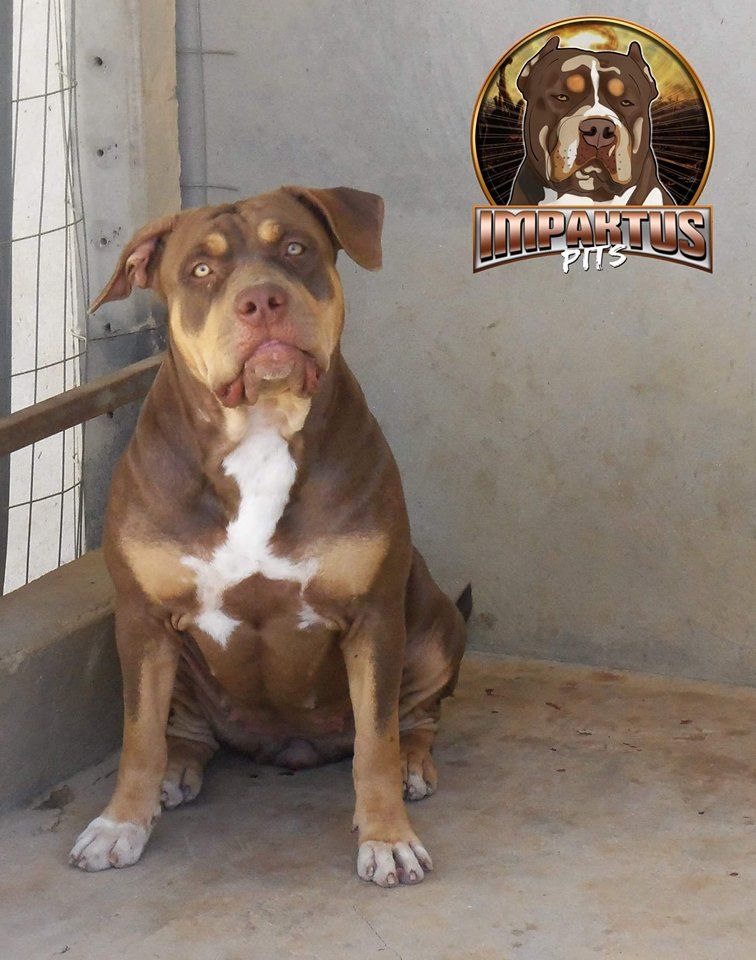 Photo of the dog