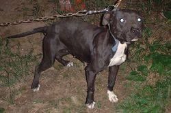 Photo of the dog