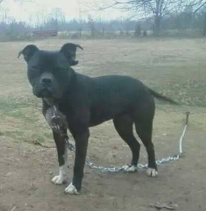 Photo of the dog
