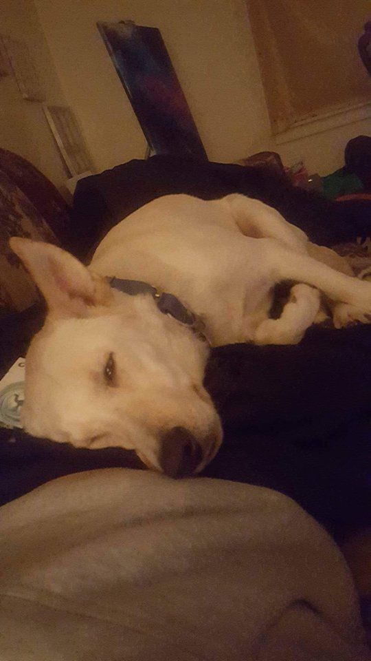 Photo of the dog