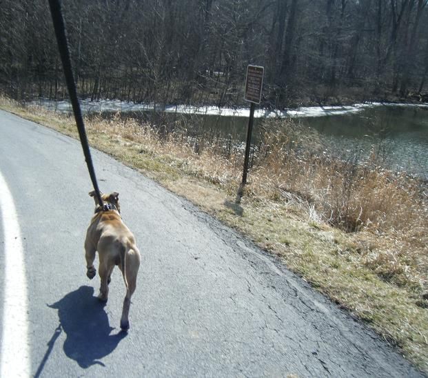 Photo of the dog