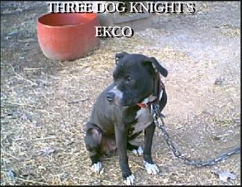 Photo of the dog