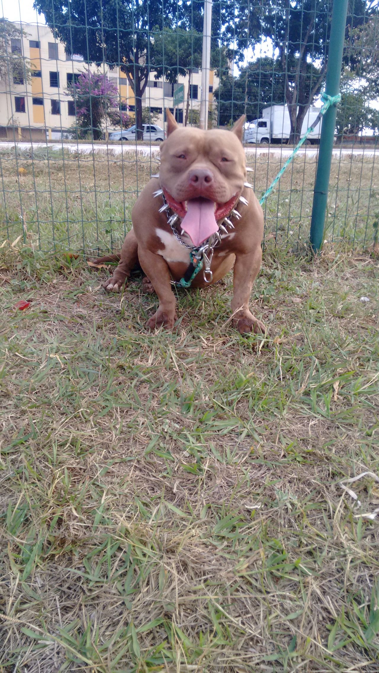 Photo of the dog