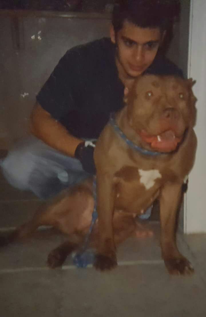 Photo of the dog