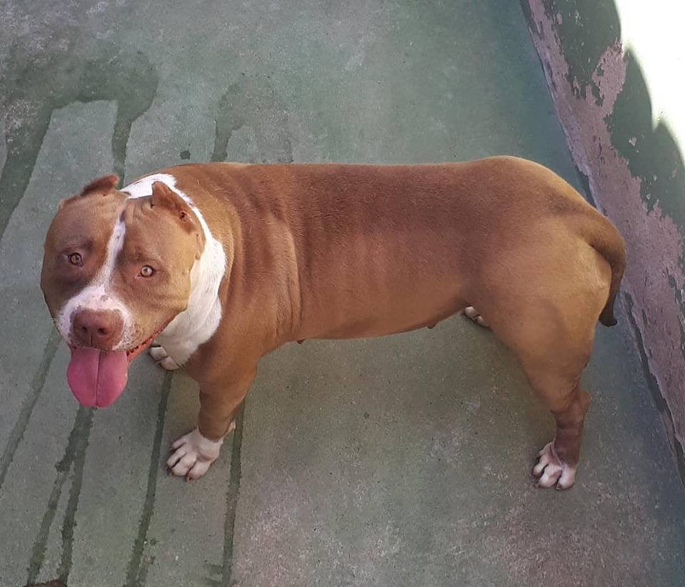Photo of the dog