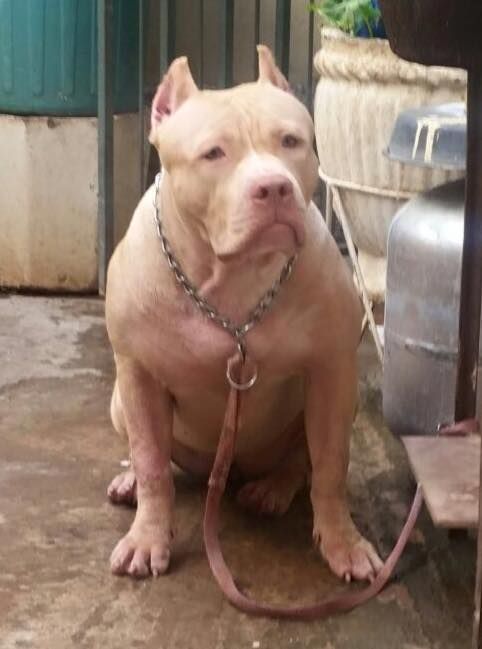 Photo of the dog