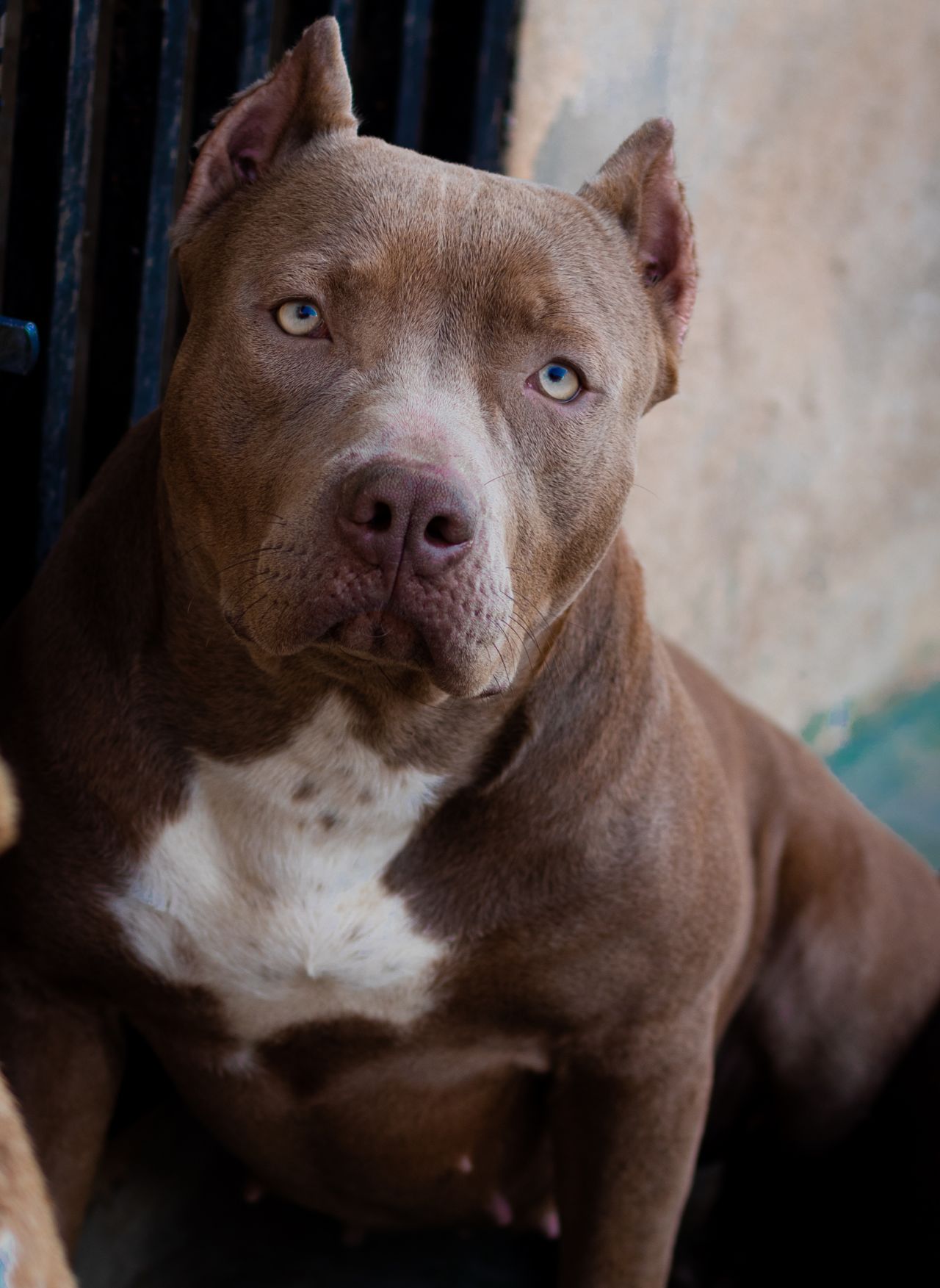 Photo of the dog