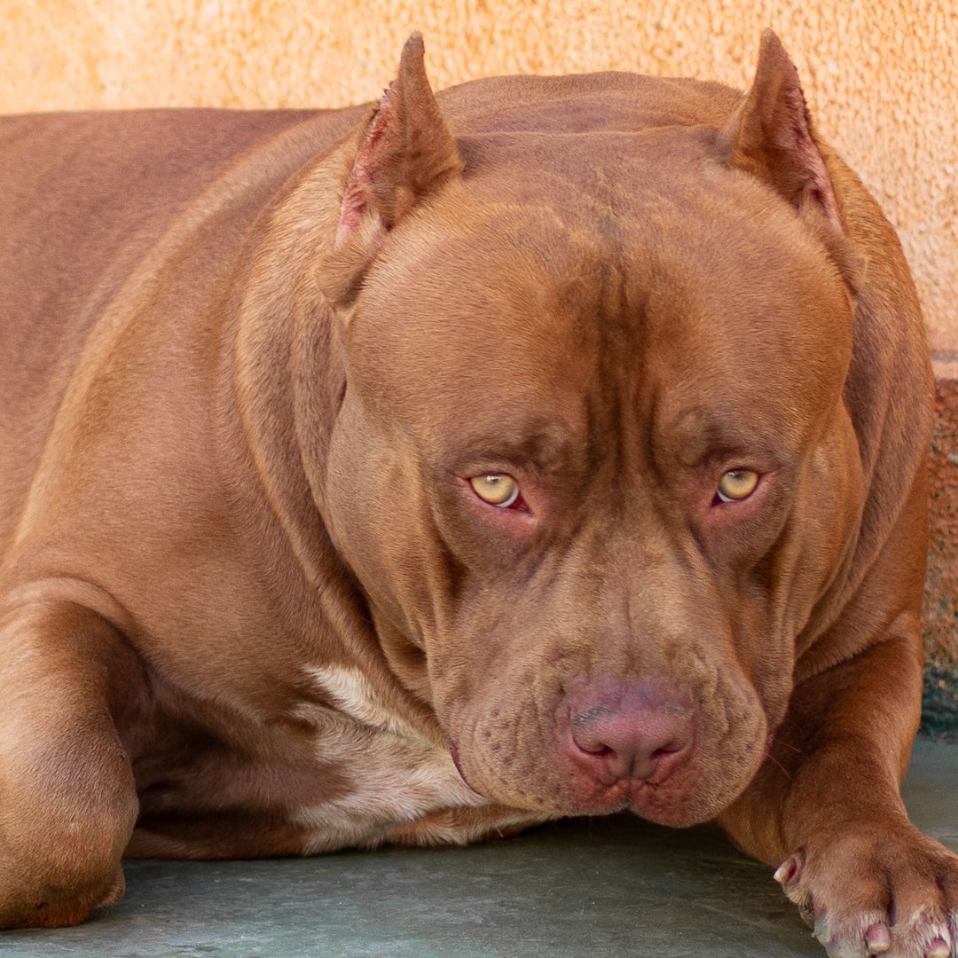 Photo of the dog