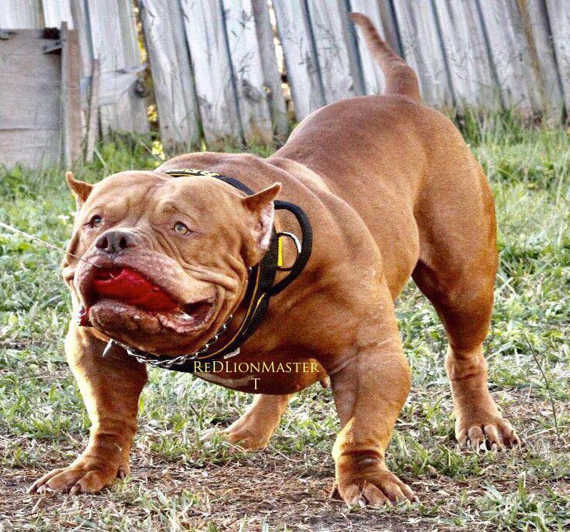 Photo of the dog