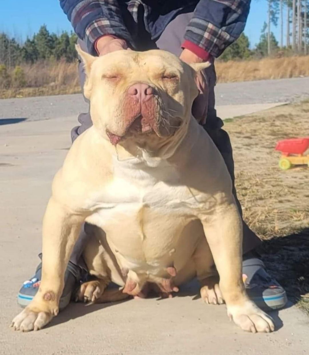 Photo of the dog