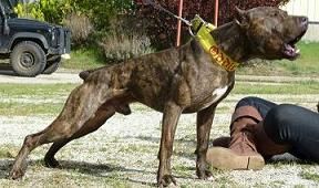 Photo of the dog
