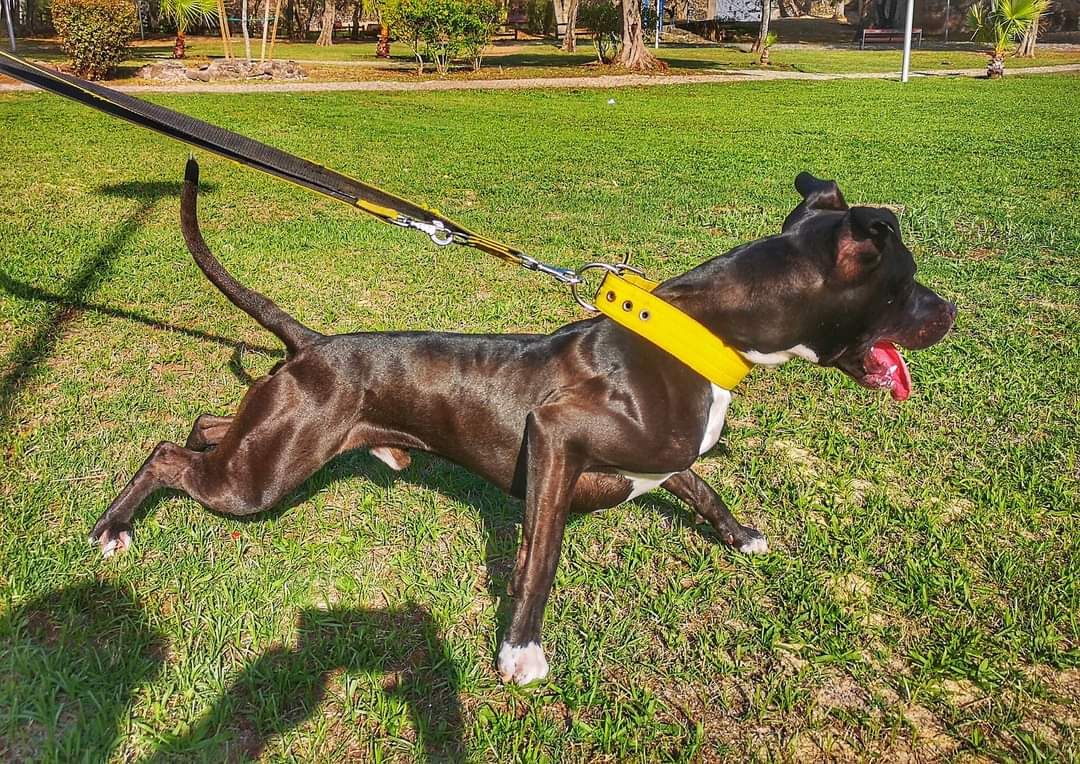 Photo of the dog