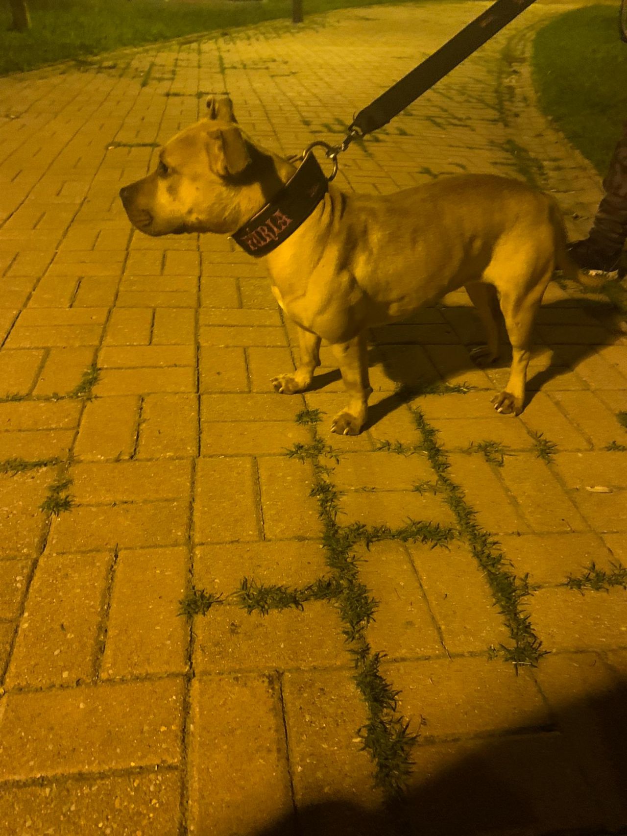 Photo of the dog