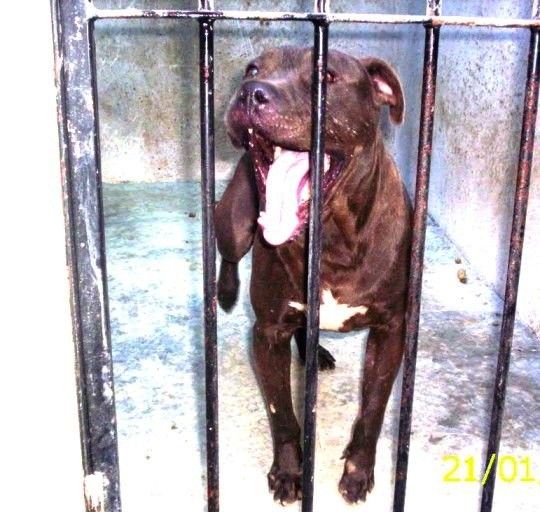 Photo of the dog