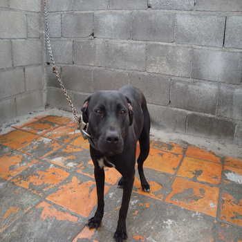 Photo of the dog
