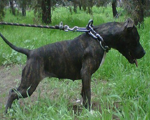 Photo of the dog
