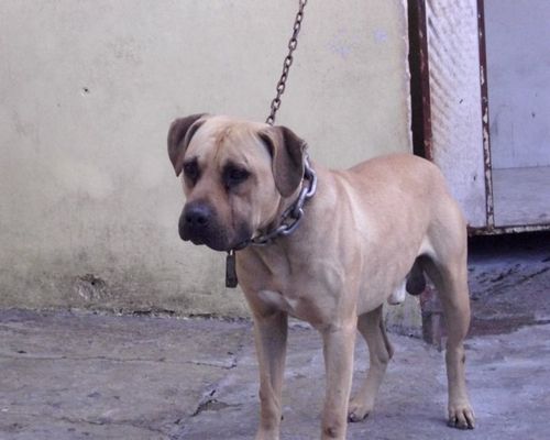 Photo of the dog
