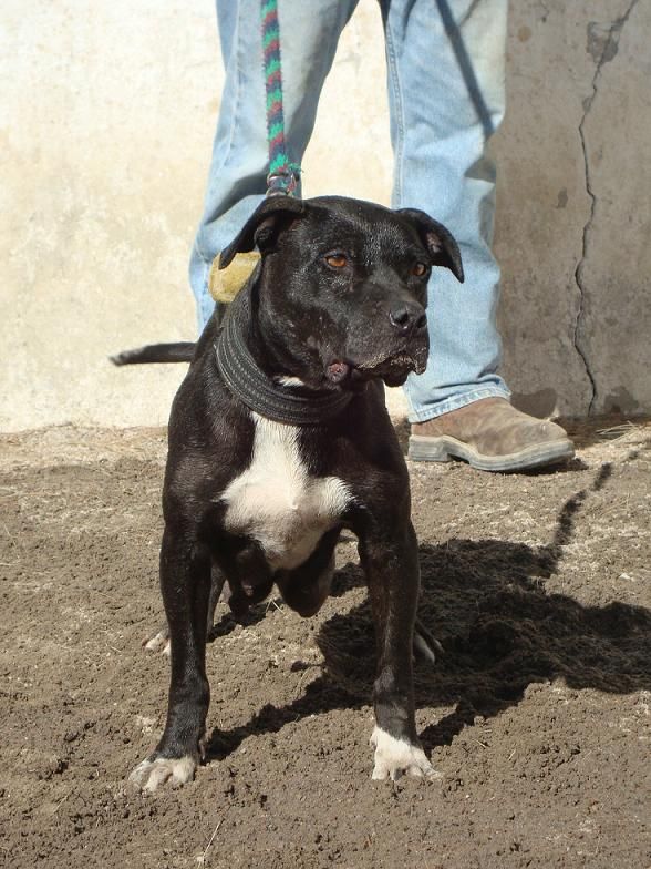 Photo of the dog