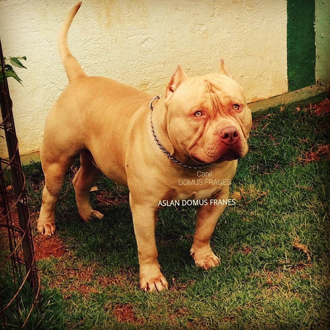 Photo of the dog